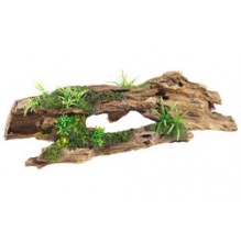 Driftwood and Plants