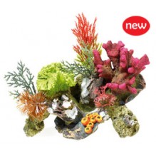 Coral with Plants on Rock
